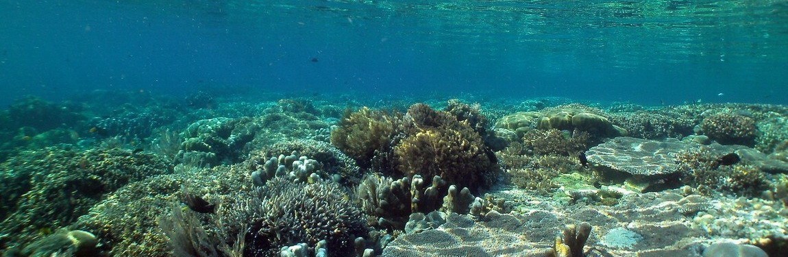 Snorkeling at it's best